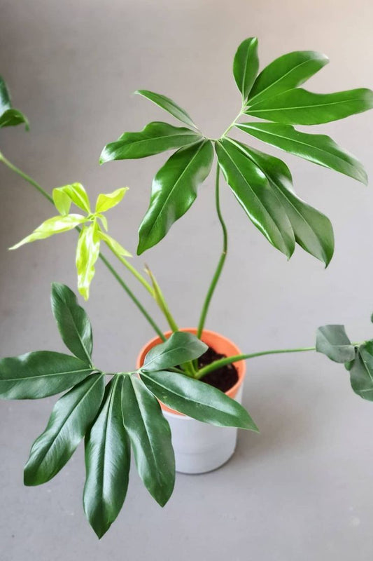 Bringing the Amazon Indoors: The Striking Philodendron Goeldii for Your Urban Jungle