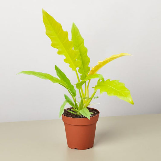 Ignite Your Indoor Jungle: The Golden Glow of the Philodendron Ring of Fire