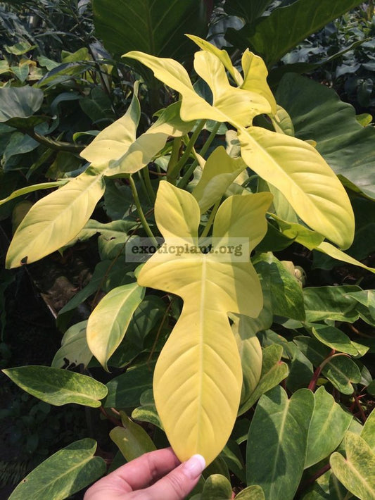 Philodendron Golden Violin: The Perfect Indoor Plant for Home Decor and Improved Air Quality