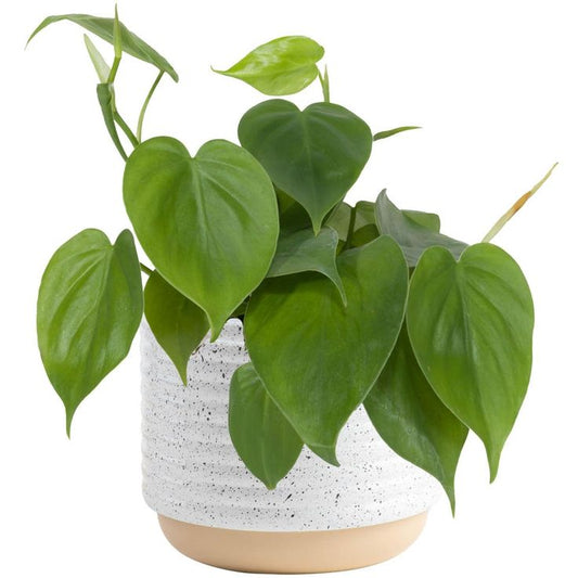 Philodendron Heart Leaf Lemon Lime: A Vibrant Addition to Your Indoor Plant Collection