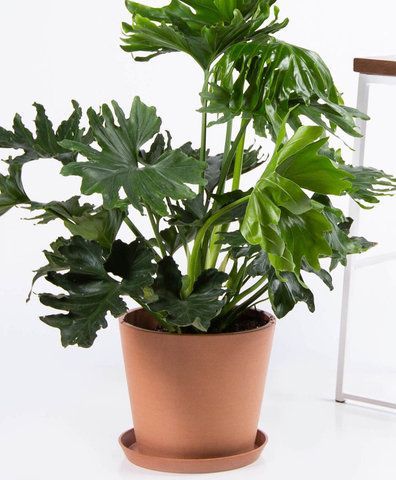 Philodendron Hope Selloum Gold: A Stunning Indoor Plant for Home Decor and Improved Air Quality