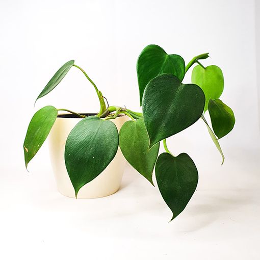 Embrace the Effortless Elegance: The Philodendron Microstictum, Your Low-Maintenance Air Purifier