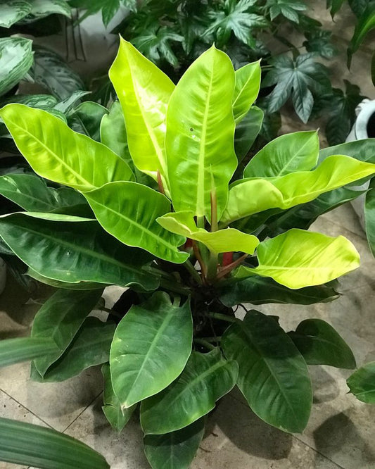 Philodendron 'Moonlight': A Vibrant Addition to Your Indoor Plant Collection
