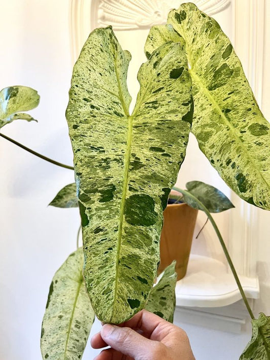 Philodendron Paraiso Verde: A Stunning Indoor Plant for Home Decor and Improved Indoor Air Quality
