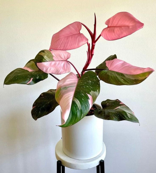 Philodendron Pink Princess: Bring Home a Splash of Pink