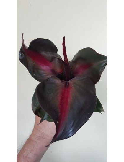 A Heart of Crimson: Discovering the Allure of the Philodendron Red Heart