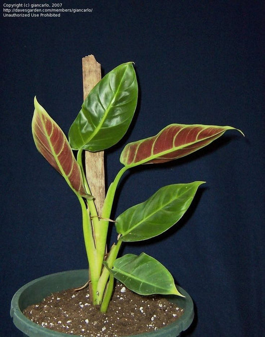 Philodendron Subhastatum: The Striking Indoor Plant for Home Decor & Air Purification