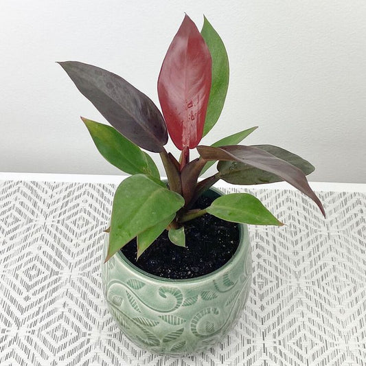 Philodendron Sunred: The Vibrant Indoor Plant for Home Decor and Improved Air Quality