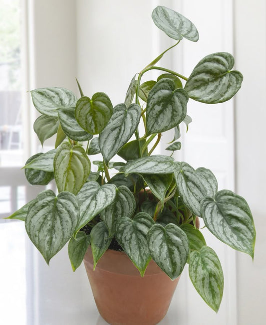 Philodendron Brandtianum: The Stunning Indoor Plant for Home Decor and Improved Air Quality