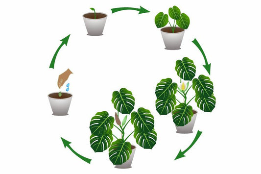 Philodendron growth stages