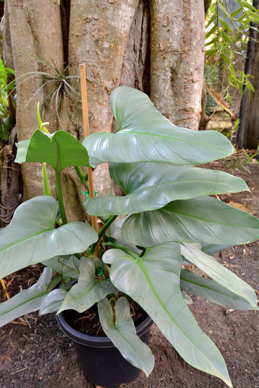 Philodendron Hastatum Silver: A Stunning Indoor Plant for Home Decor and Air Purification