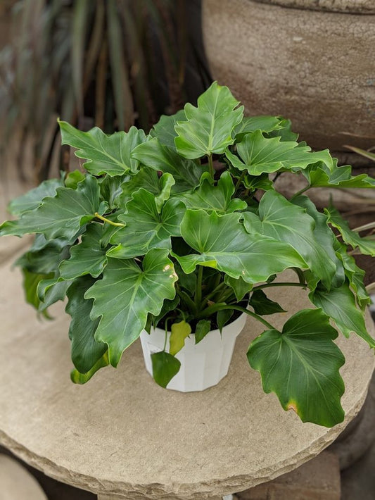 Philodendron Hope: The Perfect Indoor Plant for Home Decor and Improved Indoor Air Quality