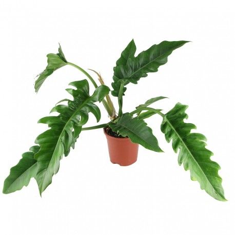 Escape to the Tropics: The Unique Charm of the Philodendron Narrow Escape