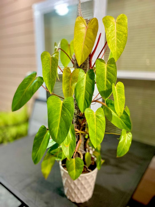 Philodendron Painted Lady: A Vibrant Addition to Your Home Decor