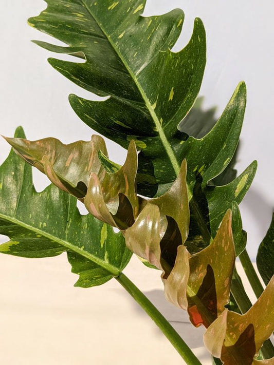 Philodendron Ring of Fire Variegated: A Striking Indoor Plant for Home Decor and Improved Air Quality