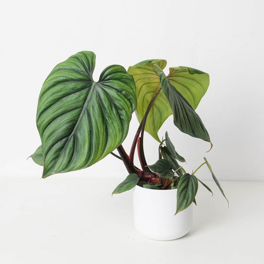 Philodendron sp. Colombia: A Journey into Nature's Diversity