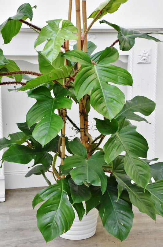 Philodendron Squamiferum: The Unique Indoor Plant That Enhances Home Decor and Air Quality