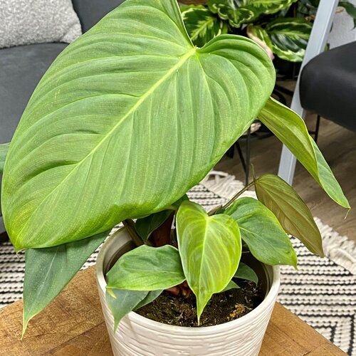Philodendron Nangaritense: A Unique Indoor Plant for Home Decor and Improved Air Quality