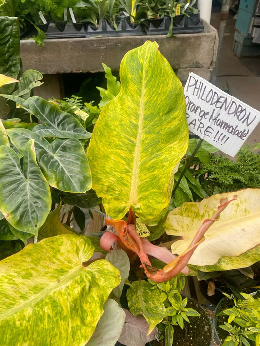 Philodendron Orange Marmalade: A Stunning Indoor Plant for Home Decor and Improved Air Quality