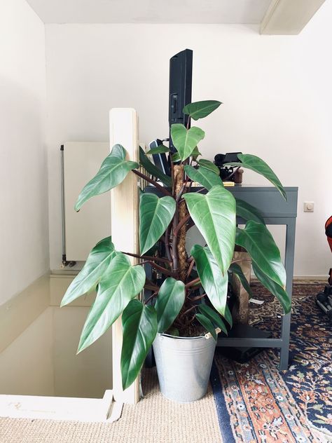 Jewel of the Jungle: The Air-Purifying Power of the Philodendron Red Emerald