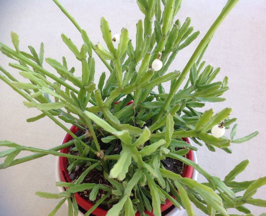 The Rhipsalis Ewaldiana: A Unique and Low-Maintenance Cactus