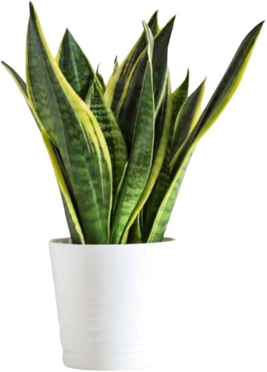 Sansevieria Hahnii Pagoda Variegated: The Perfect Low-Maintenance Indoor Plant