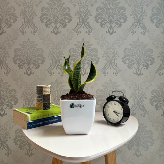 Sansevieria Tornado Twist: The Perfect Indoor Plant for Home Decor and Air Purification
