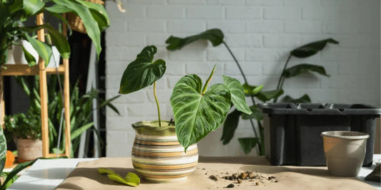 18 super cool things you can do with your Philodendrons!