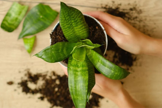 Problems associated with Snake Plant and Solution