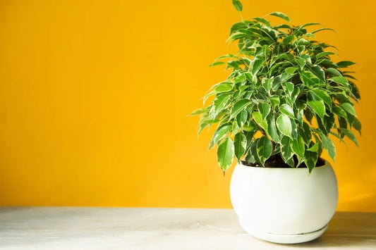 How to Grow and Care for Schefflera Golden Amate