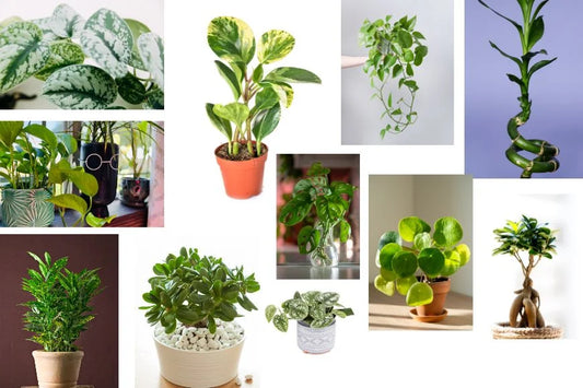 12 types of money plant for your home and office