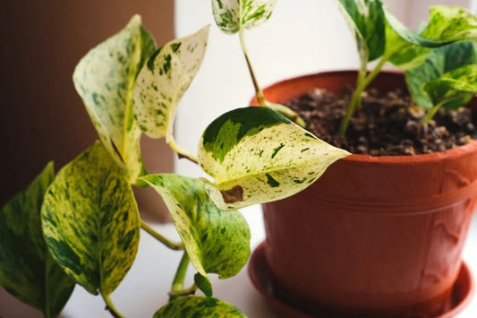 Money Plant