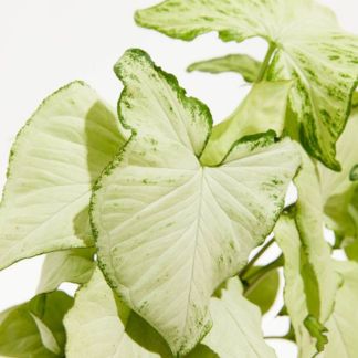 Syngonium Holly: The Perfect Desk Plant for Your Office