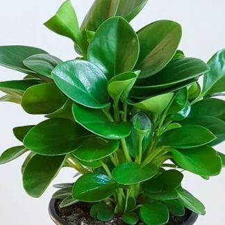 Peperomia Green: Your Easygoing Green Buddy for a Happy Home