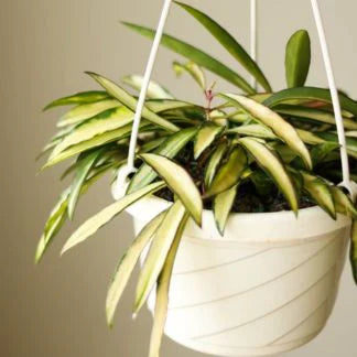 The Stunning Hoya Kentiana Variegated: A Unique Houseplant for Your Indoor Garden