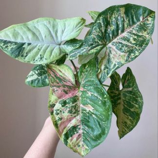The Beautiful Syngonium Confetti Tricolor: A Low-Maintenance Indoor Plant for Home Decor