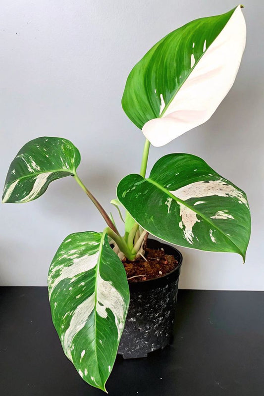 Philodendron 'White Princess': The Elegant Touch for Your Indoor Oasis