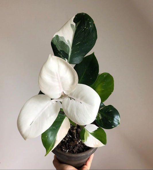 The Enchanting Philodendron White Wizard: A Rare Jewel for Home Decor