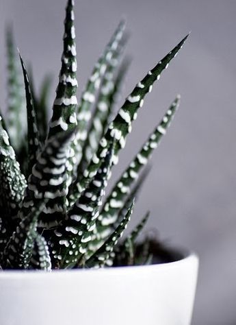 Haworthia Zebra: The Perfect Low-Maintenance Indoor Plant for Home Decor