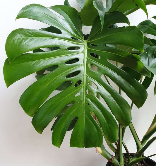 Monstera Deliciosa: A Tropical Showstopper for Your Home