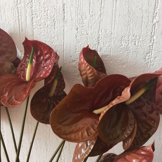 Anthurium Chocolate: A Stunning Tropical Marvel for Your Garden and Home