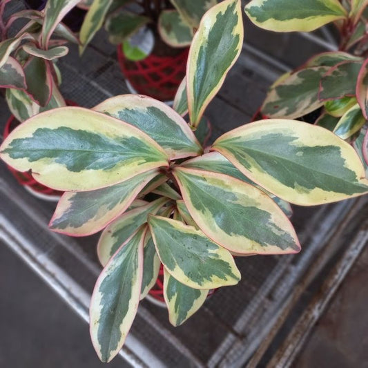 Peperomia Ginny: The Sweetheart Fleshy That Brightens Your Day