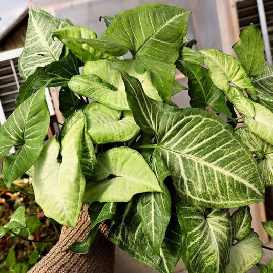 The Syngonium Butterfly: A Pretty Plant That Cleans Your Air
