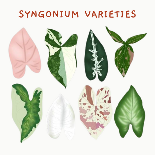 Syngonium Varieties