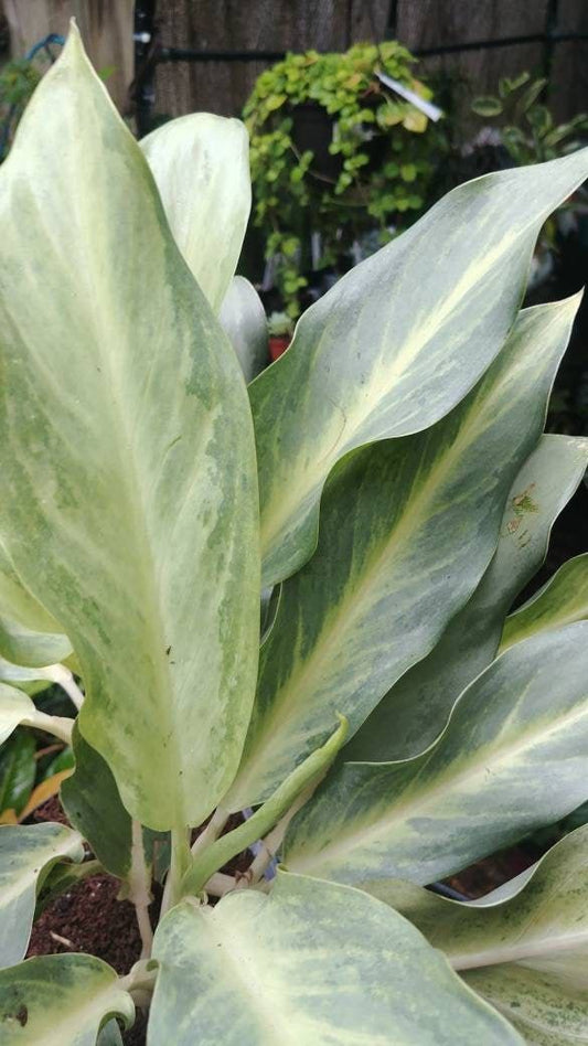 Aglaonema Ghost Frosted: The Delicate Beauty for Your Indoor Sanctuary