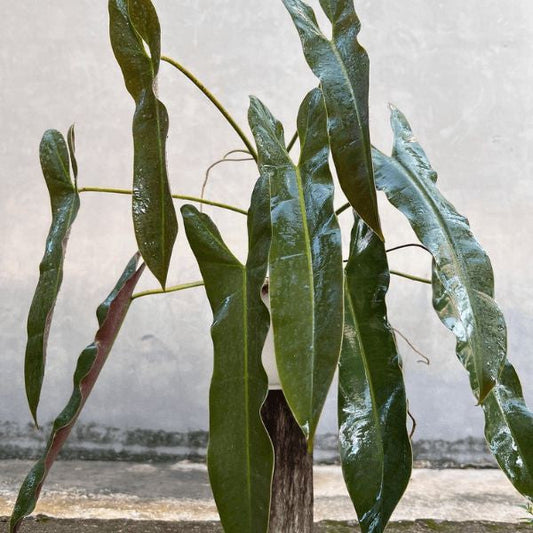 Philodendron Atabapoense: The Perfect Indoor Plant for a Healthier Home