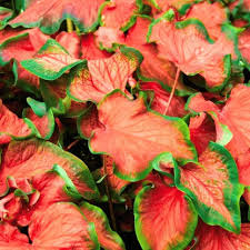 Caladium Curly Red Ruffle: A Vibrant Ornamental Tissue Culture Plant for Home Décor