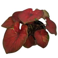 Caladium ‘Hot Lips’: A Stunning Indoor and Outdoor Plant for Home Decor