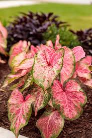 Caladium Pinky Blush: A Stunning Ornamental Plant for Home and Garden