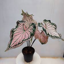 Caladium Thai Beauty: A Stunning Addition to Your Home and Garden